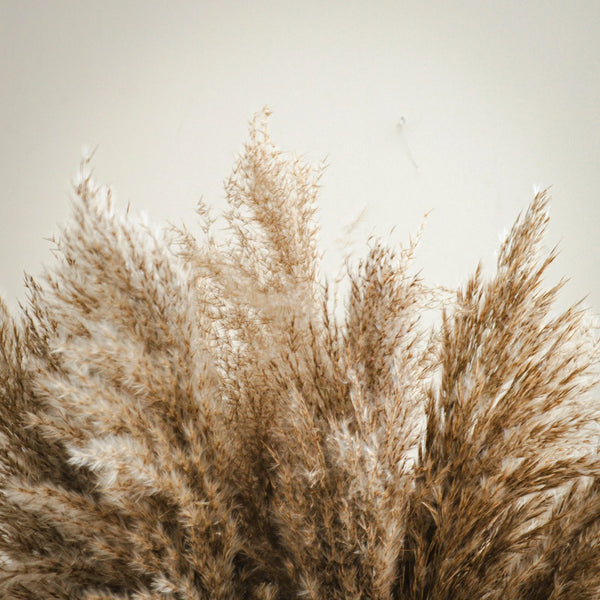 Close-up of dried pampas grass against a neutral background