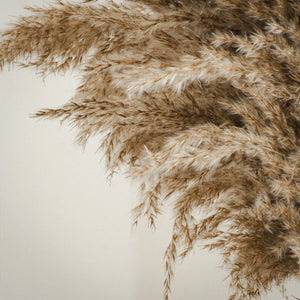 Close-up of pampas grass against a neutral background