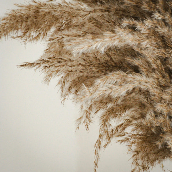 Close-up of pampas grass against a neutral background