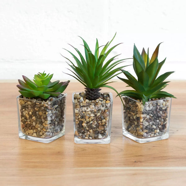 Three small potted plants in hexagonal glass containers on a wooden surface.