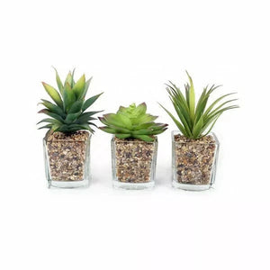 Three small succulent plants in glass containers on a white background