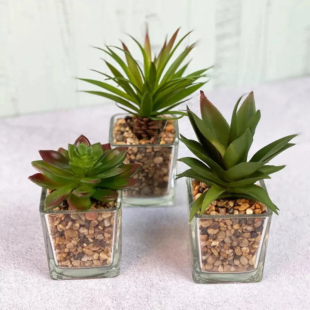 Three small potted succulents in glass containers on a white surface.