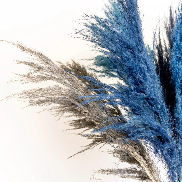 Close-up of blue and gray decorative pampas grass on a white background