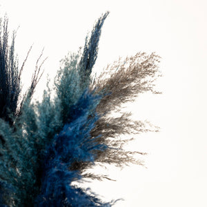 Close-up of blue and black feathers on a white background