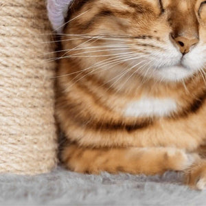 scratching post for kittens