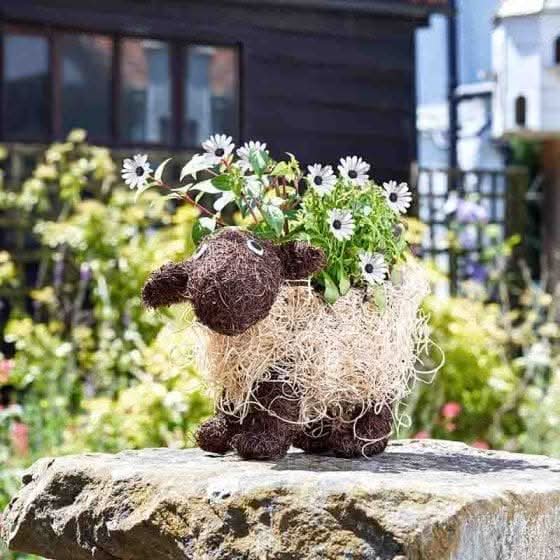 Shelley sheep rattan garden planter measuring 33 x 26cm