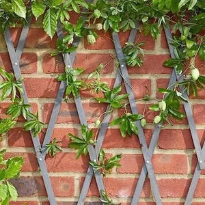 Slate wooden expanding garden trellis