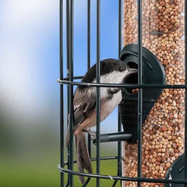 Clear plastic seed feeder surrounded by steel guard