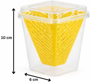 Yellow sticky traps for fruit flies