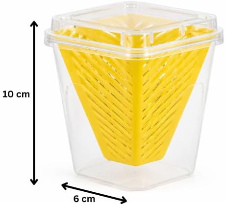 Yellow sticky traps for fruit flies