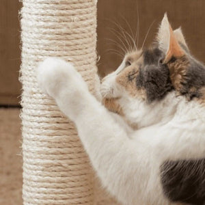 Sturdy indoor cat scratching post with soft plush covering