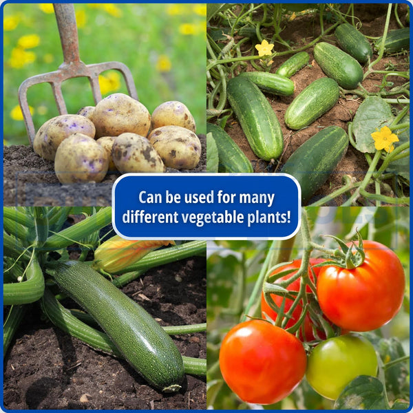 garden tomato plant feed