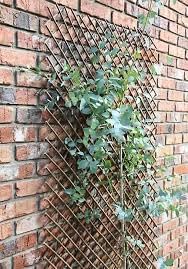 Garden wall trellis for climbing flowers