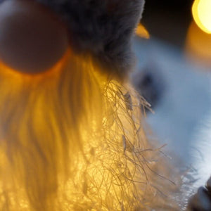 Close-up of a fluffy animal's paw with a blurred background