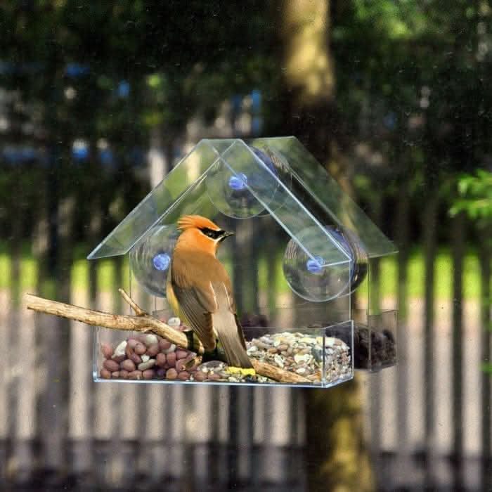 Clear window bird feeder with suction cups