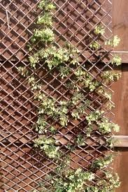 Expandable timber trellis fence panel