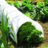poly-plant-protector-grow-tunnel-pack-of-3