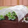 poly-plant-protector-grow-tunnel-pack-of-3