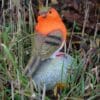 weatherproof-robin-red-breast-on-stone-garden-decor