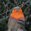weatherproof-robin-red-breast-on-stone-garden-decor