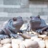 Large-Pair-Of-Sitting-Frogs-Garden-Ornaments-1