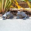 Large-Pair-Of-Sitting-Frogs-Garden-Ornaments-2-2