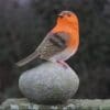 Robin-Red-Breast-Perched-on-A-Stone-Garden-Ornament-Indoor
