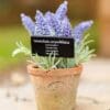 large-terracotta-pot-with-artificial-lavender