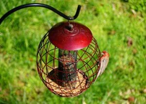 best squirrel proof bird feeders uk 2024